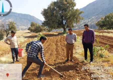 آغاز کاشت زعفران در شهرستان لالی