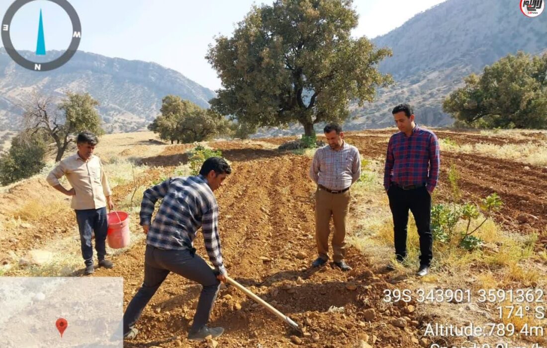 آغاز کاشت زعفران در شهرستان لالی