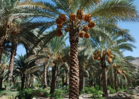 تعداد نخیلات شادگان به کمتر از ۳ میلیون اصله کاهش یافته است/ جشنواره ملی خرما در شادگان برگزار می‌شود