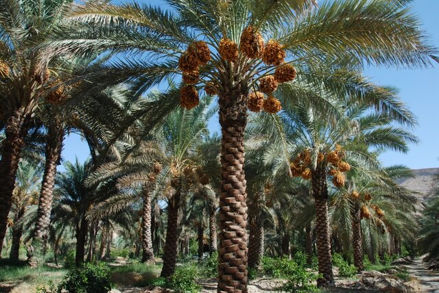 تعداد نخیلات شادگان به کمتر از ۳ میلیون اصله کاهش یافته است/ جشنواره ملی خرما در شادگان برگزار می‌شود